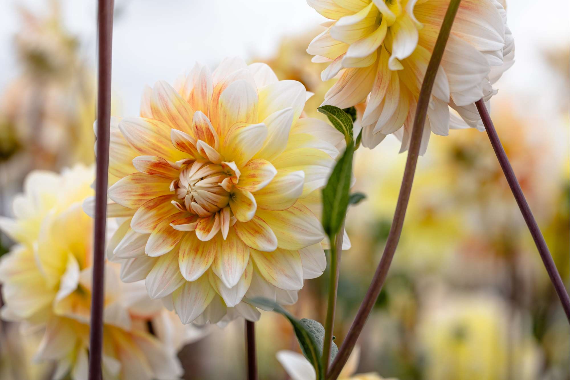 Dahlia 'Peaches and Cream'